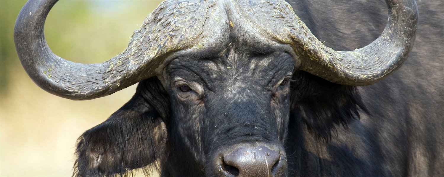 Buffalo Bull 