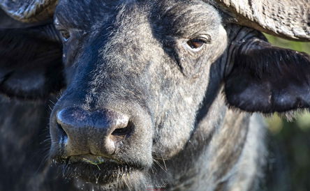 Addo Elephant Park and Schotia Private Game Reserve