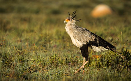 Afroventures Tours & Safaris