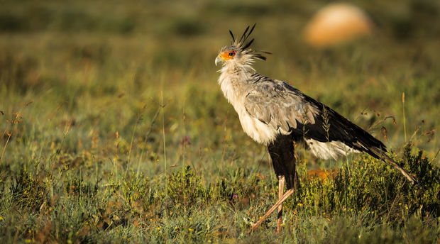 Afroventures Tours & Safaris