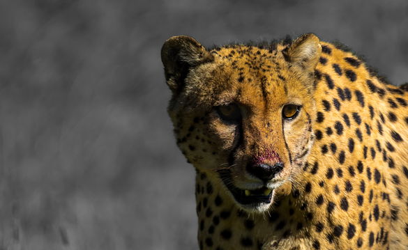 4 Day Addo to Karoo Safari