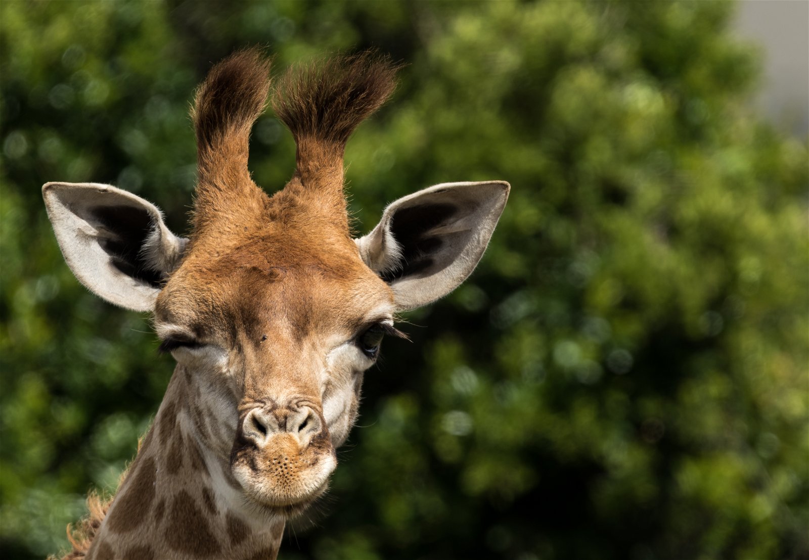 Addo Elephant Park Day Tour