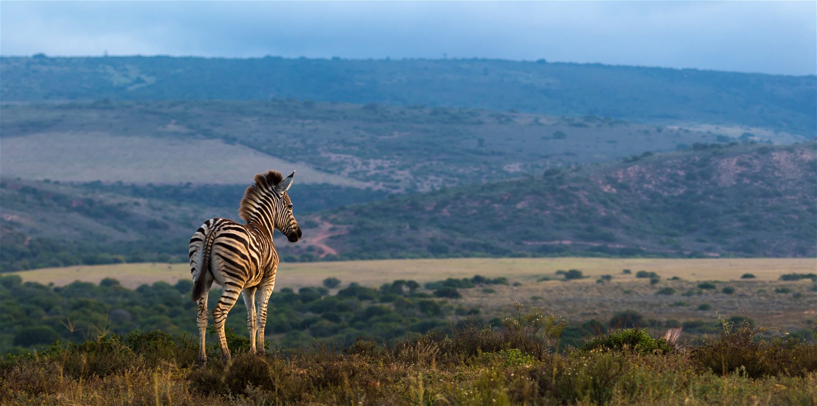 Addo Elephant Park Safari