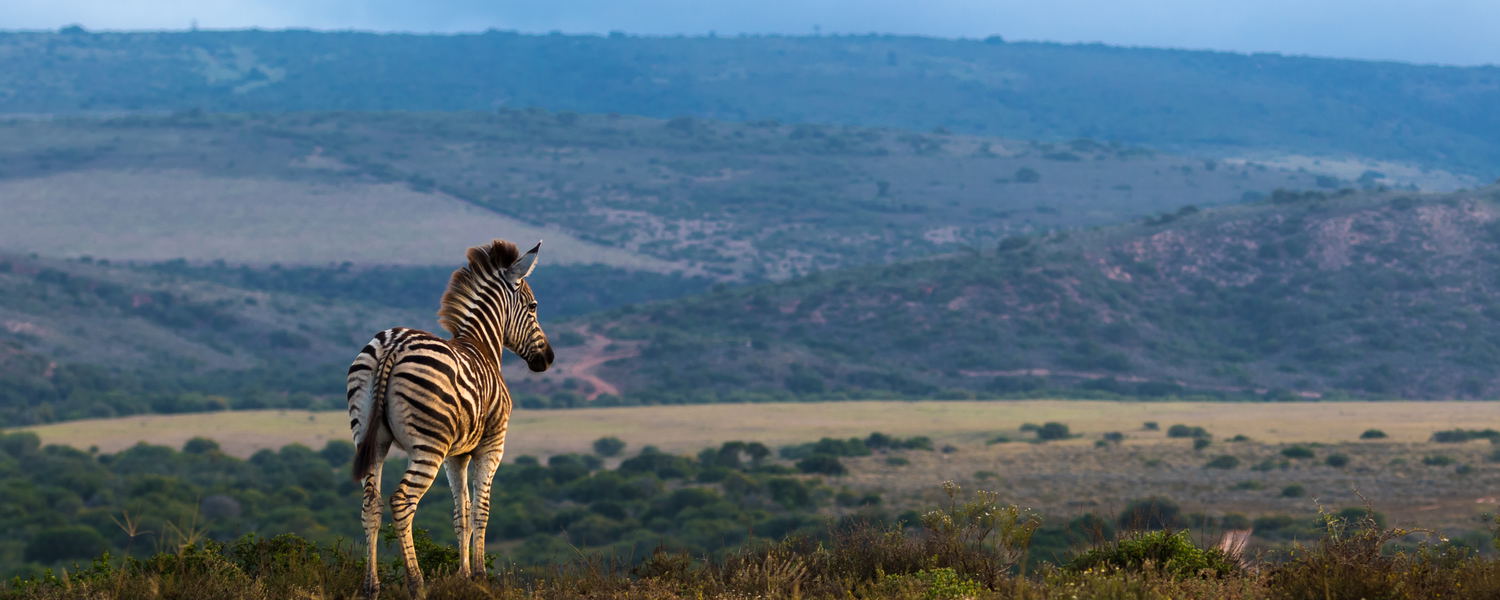 Addo Elephant Park Safari