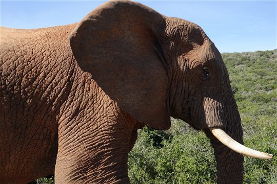 Addo Elephant National Park Tour