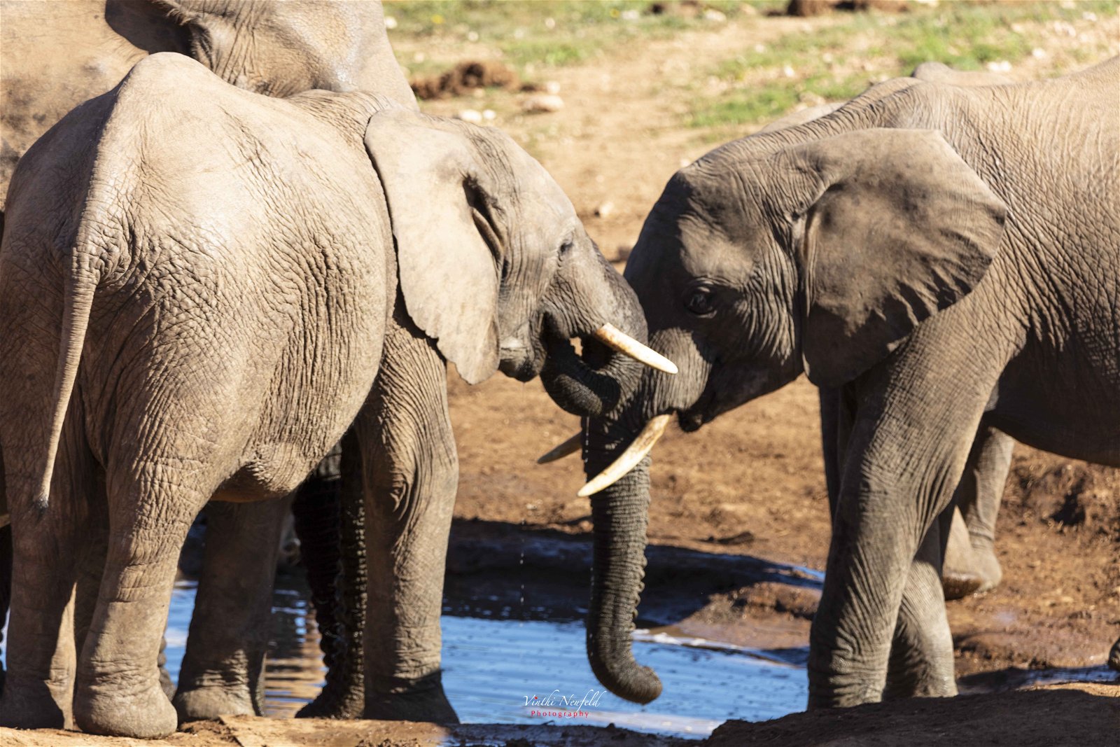 Addo Elephant Park Safari