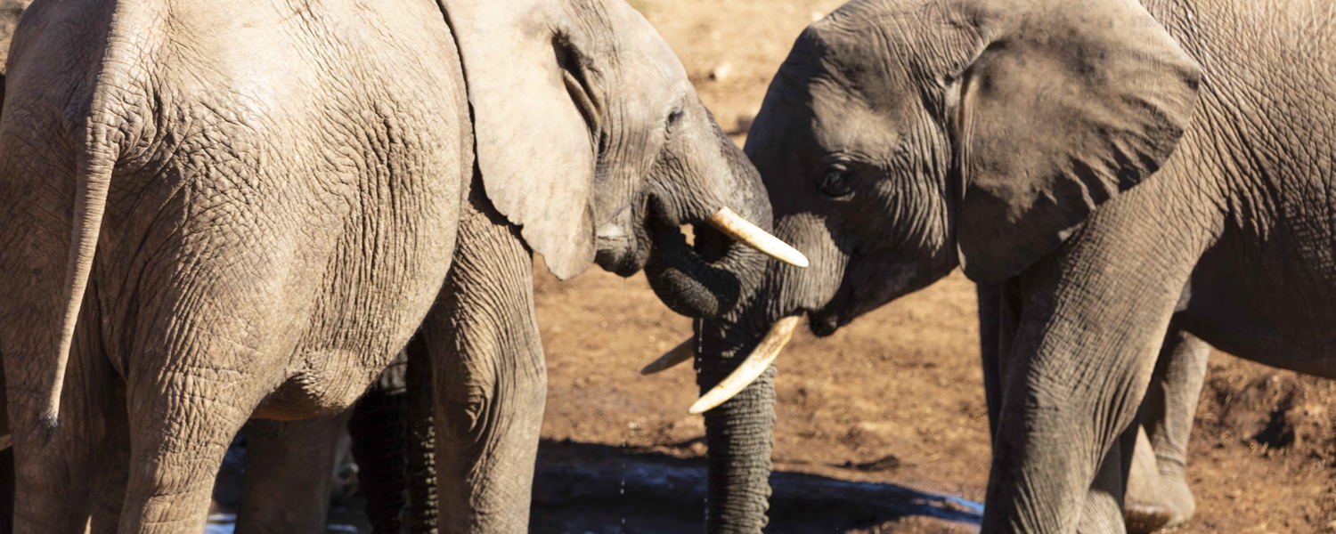 Addo Elephant Park Safari