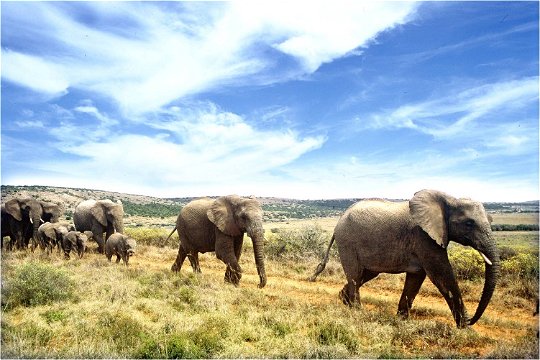Addo Elephant Park Day Tour Port Elizabeth