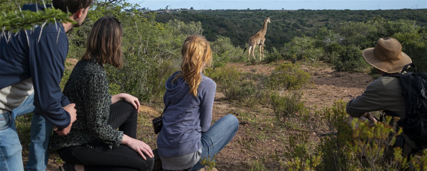 Giraffe tracking safari