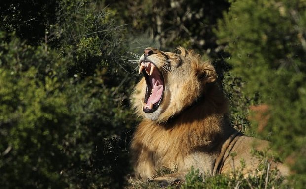 2 Day Addo Elephant Park Safari