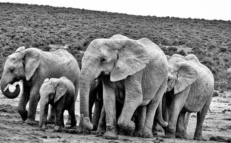Afroventures, South Africa