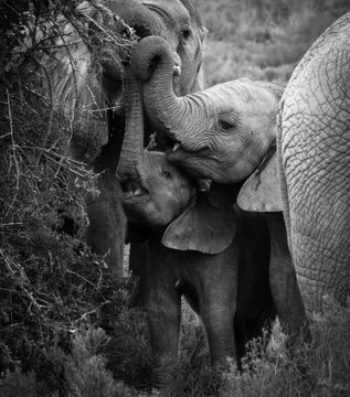 Addo Elephant National Park Safari Addo Elephant National Park Safari