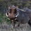 Addo Elephant National Park - A Must 