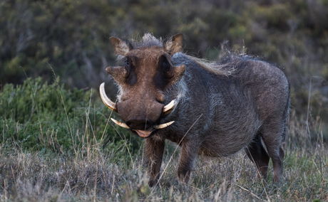 Addo Elephant National Park Safari