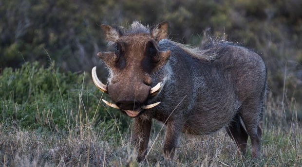 Addo Elephant National Park Safari