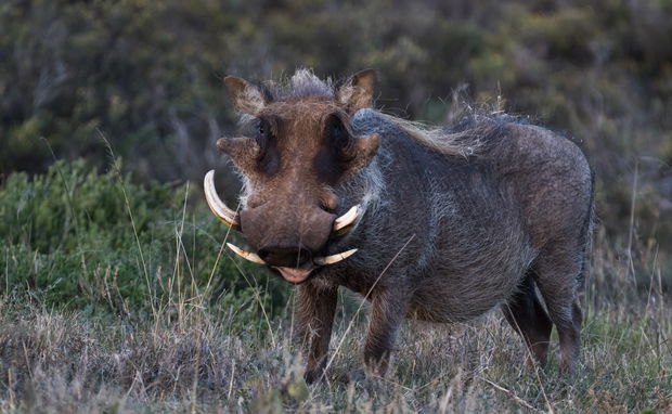 Addo Elephant National Park Safari
