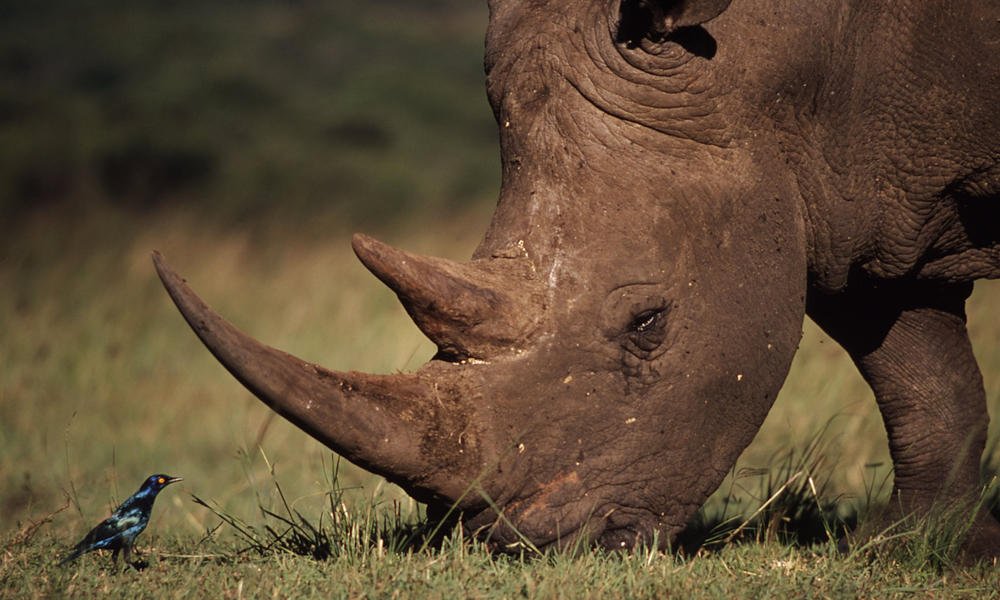 Big 5 Safari Port Elizabeth
