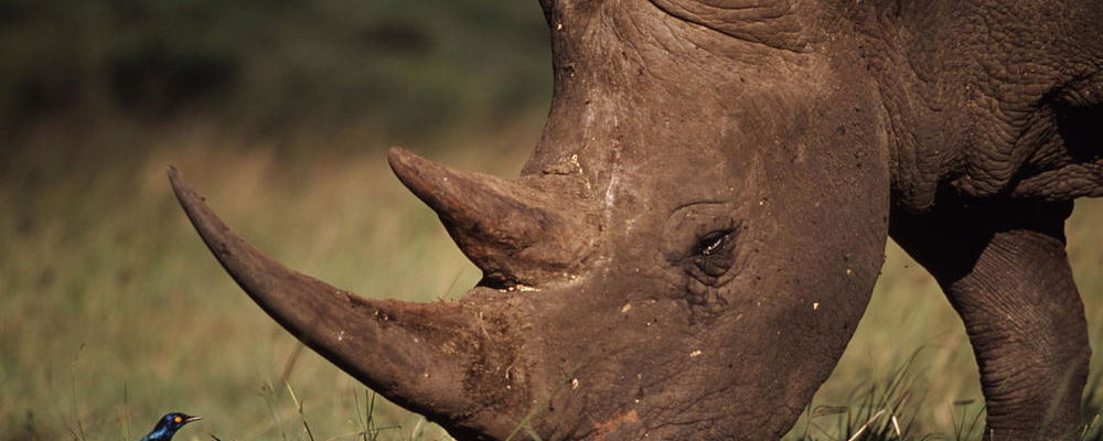 Big 5 Safari Port Elizabeth