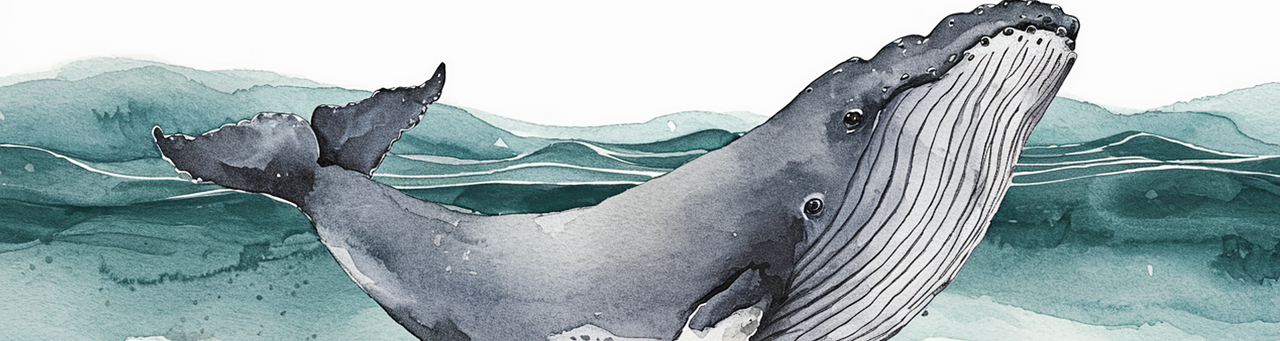 Whale-watching in False Bay
