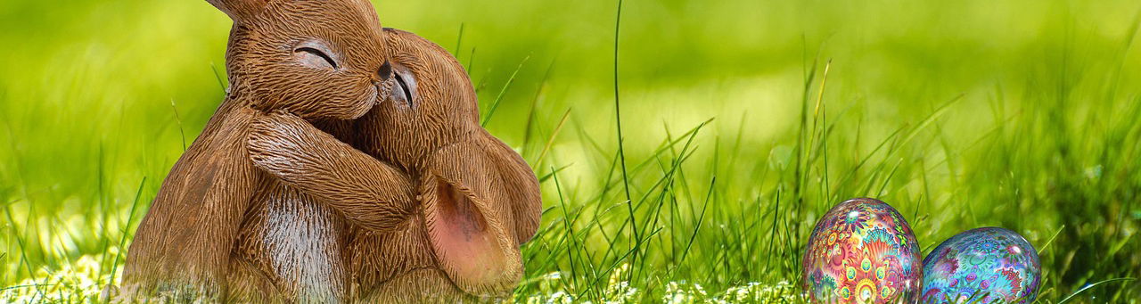 Easter Bunnies Fish Hoek 