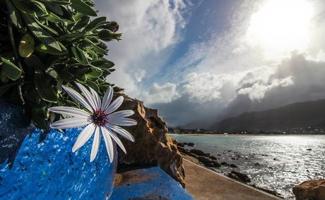 Flowers on the Fish Hoek Cat Walk 