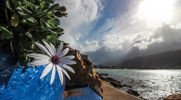 Flowers on the Fish Hoek Cat Walk 