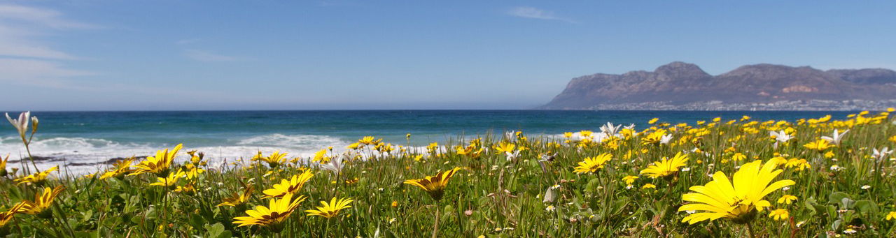 Fish Hoek Beach Flowers 