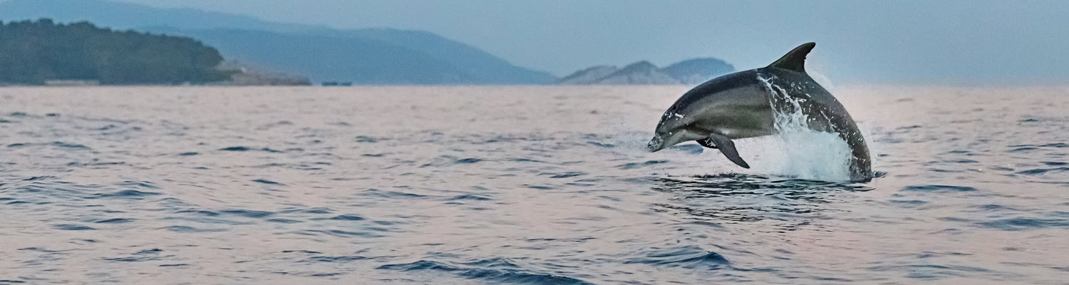 Fishing attracts Dolphins