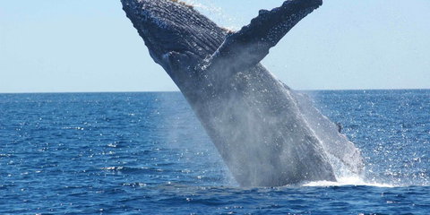 Southern Right Whale - Cape Town