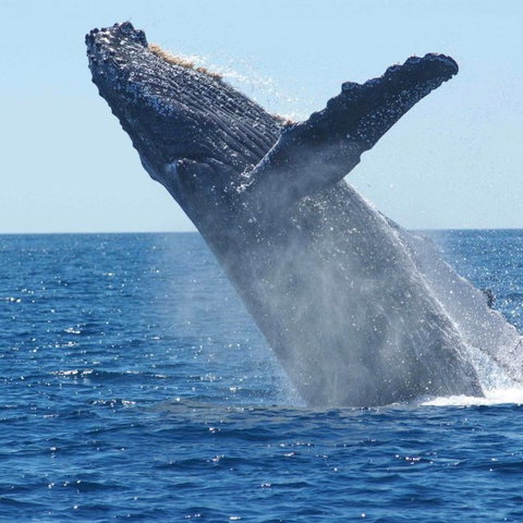 Southern Right Whale - Cape Town