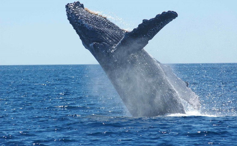 Southern Right Whale - Cape Town