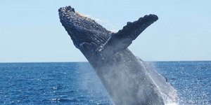 Southern Right Whale - Cape Town