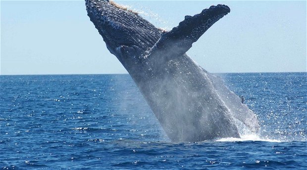 Southern Right Whale - Cape Town