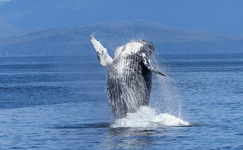 Whale Watching  
