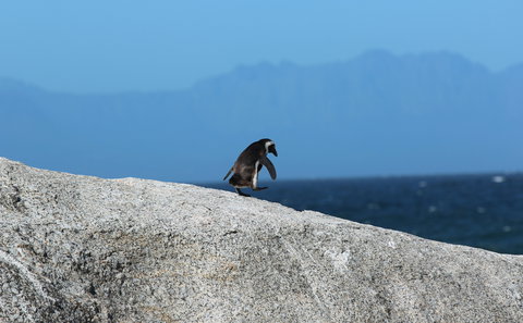Boulders Beach