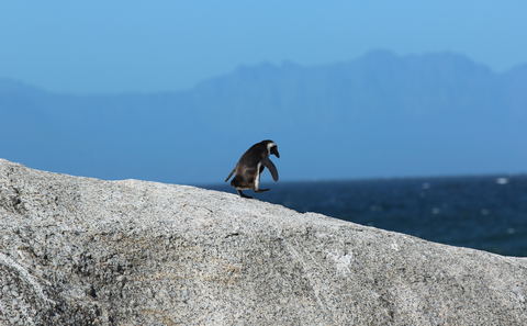 Boulders Beach