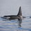 Orcas and Penguins in False Bay this Summer