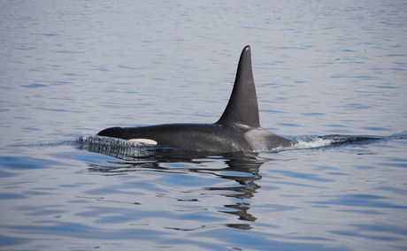 Orcas in False Bay