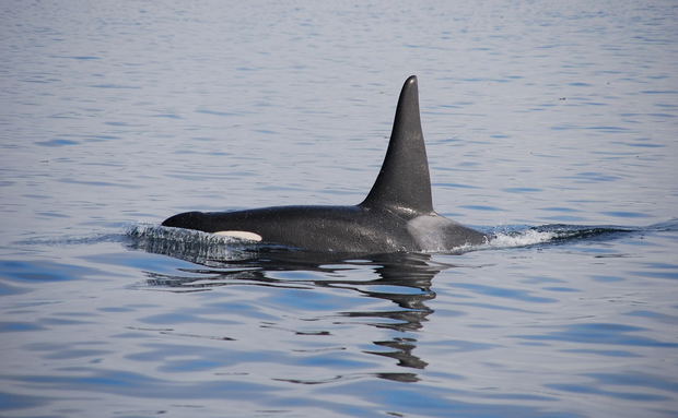 Orcas in False Bay