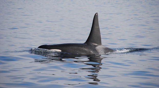 Orcas in False Bay