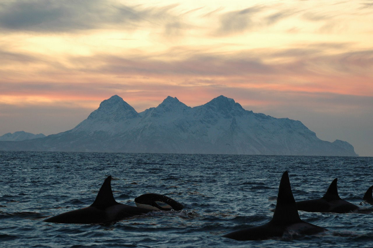 Killer Whales, Orcas, visit Cape Town Simonstown