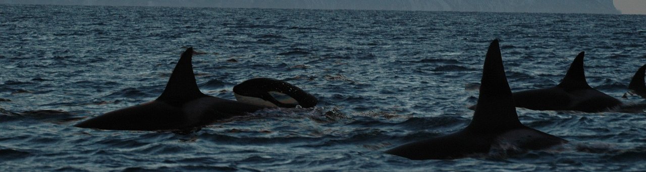 Killer Whales, Orcas, visit Cape Town Simonstown