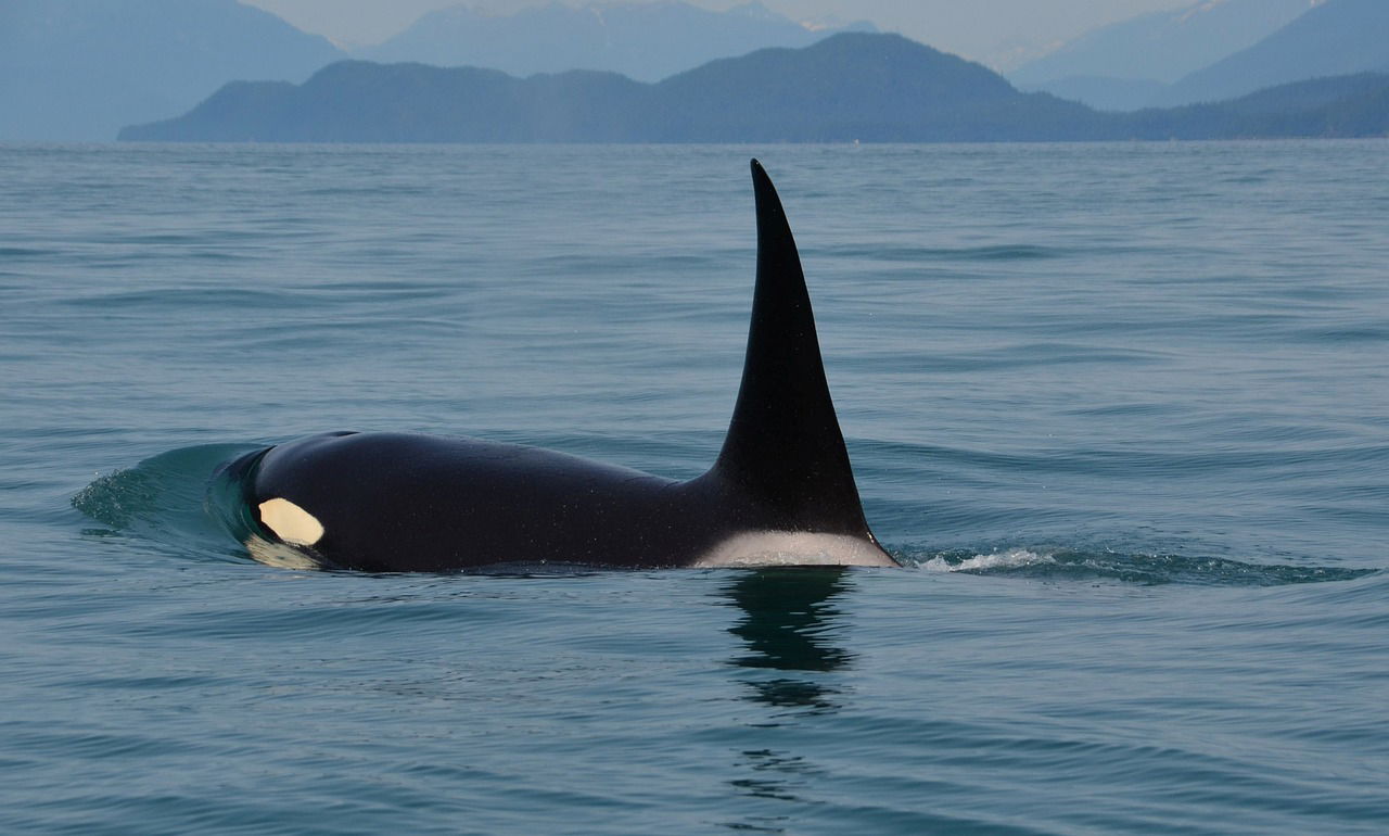 Orcas in False Bay
