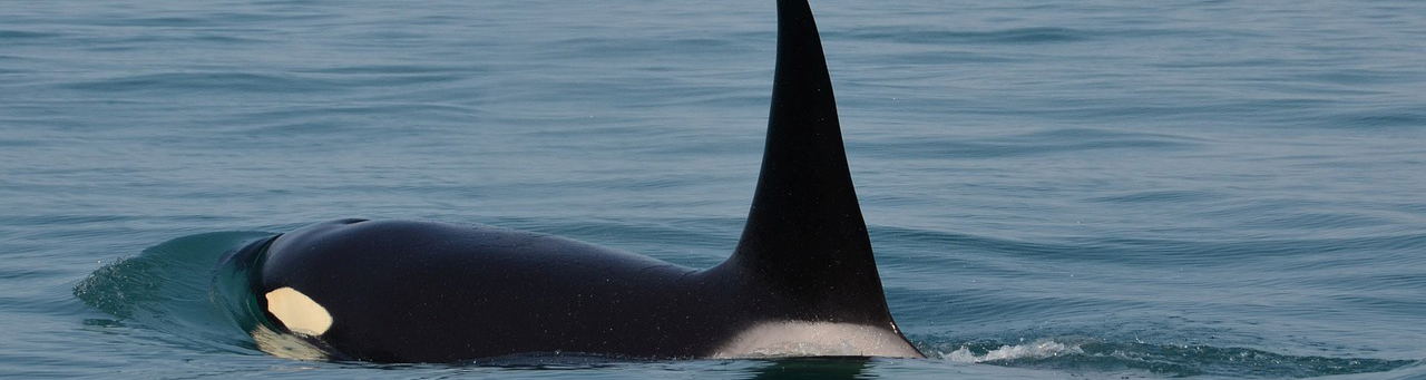 Orcas in False Bay