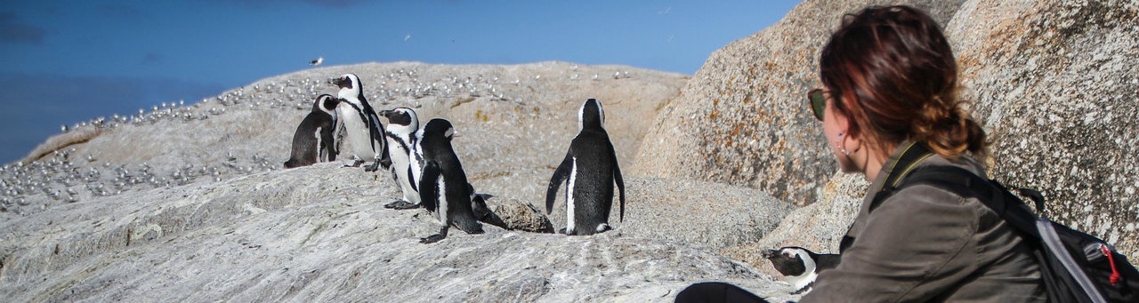 Penguins in Simonstown, Boulders Beach