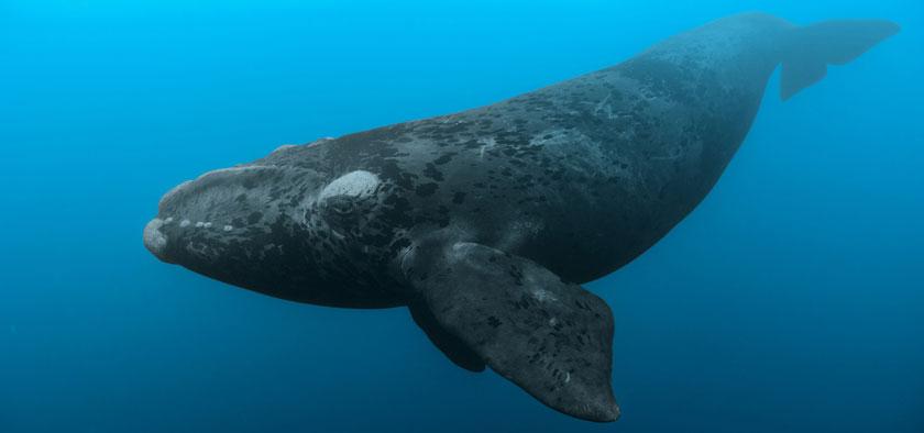 Southern Right Whale - Cape Town