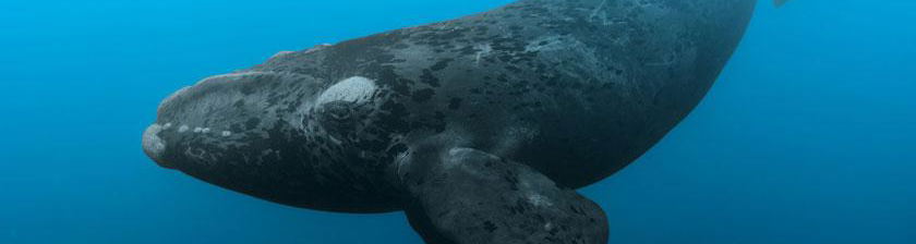 Southern Right Whale - Cape Town