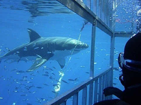 Shark Cage Diving from Simons Town -  for the Brave of heart.