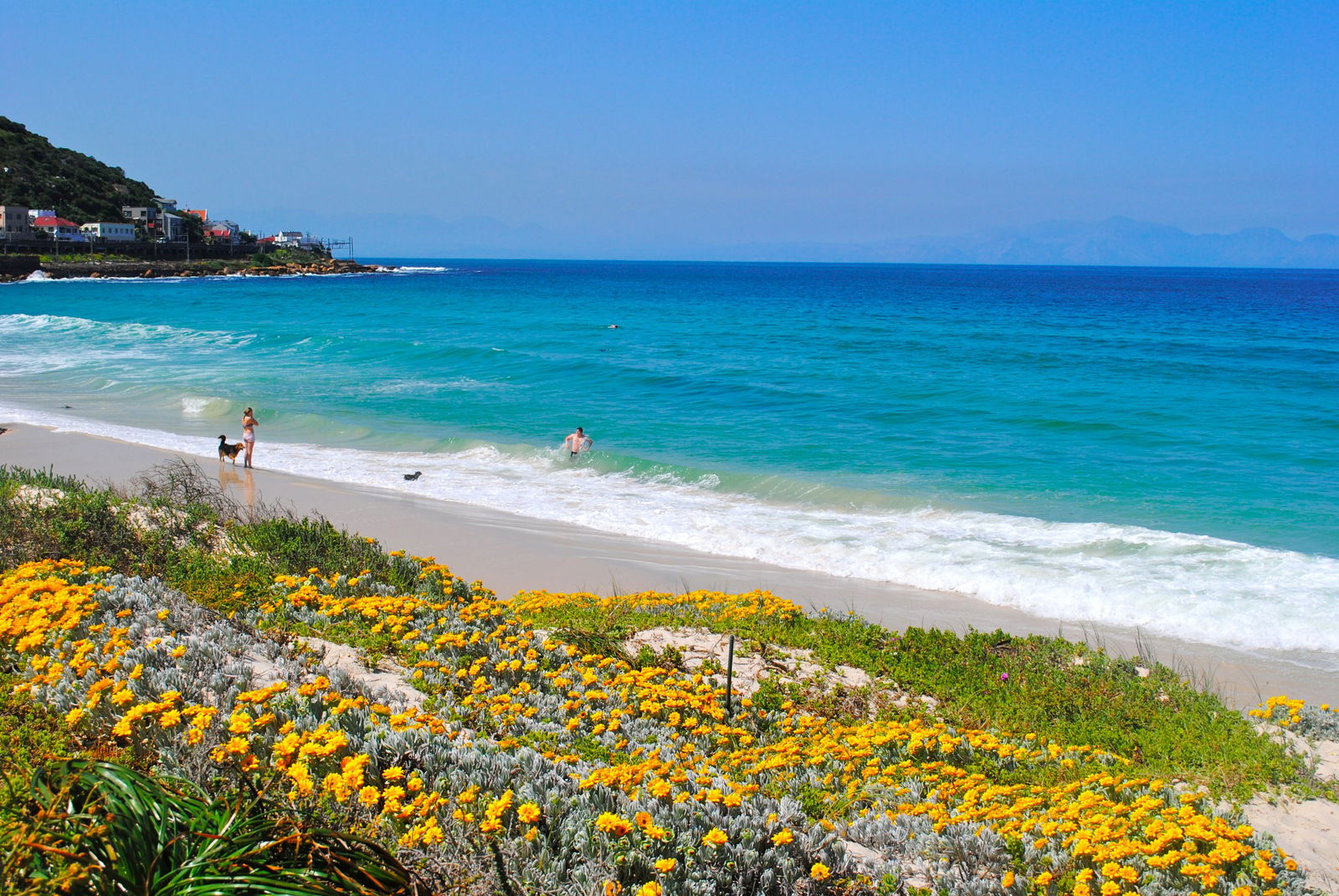 Fish Hoek Beach Seasonal Dunes