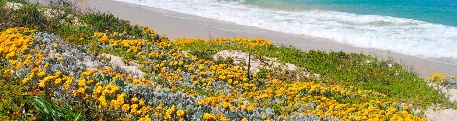 Fish Hoek Beach Seasonal Dunes